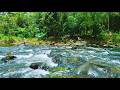 Live Bird Sounds in Forest 🐦 Pure Nature Ambience for Deep Sleep &amp; Relaxation (No Music)