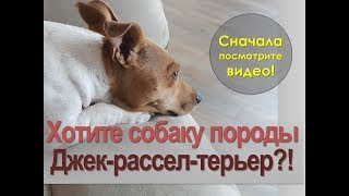 Хотите собаку Джек-рассел-терьер?! Сначала посмотрите этот ролик Хотите собаку Джек-рассел-терьер?! Сначала посмотрите этот ролик