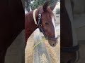 Kakka raja shortsfeed horse