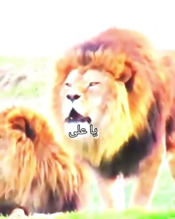 Ya Ali a.s | Lion of Allah | #shorts #yaali