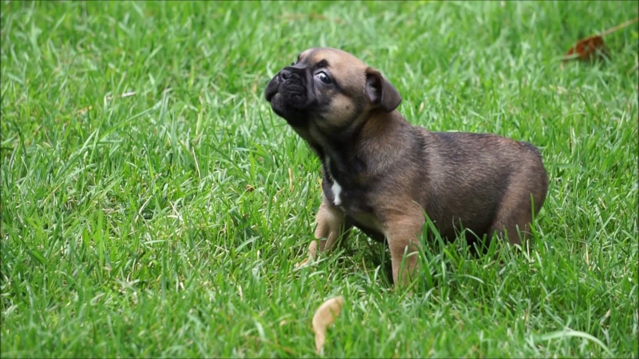 38 Best Photos Lilac Fawn French Bulldog Puppy For Sale / French Bulldog - Wikipedia