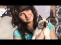 MEKONG BOBTAIL cats of Cofein-Pride - our kittens in a new families の動画、YouTube動画。