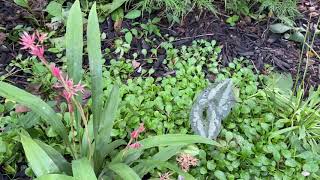 Plant Profile: A fabulous sedge with handsome flowers