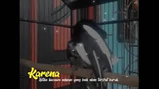story wa Kacer mania