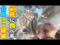 台風 長雨後にご飯を猫たちのところへ持っていくと・・・ さくらねこたちへのエサやり【視聴するだけでも猫たちを助けることになります】支援者様 視聴者様 猫たちに神のご加護を・・・ 野良猫の感動猫動画