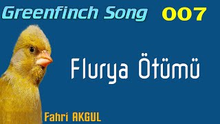 Flurya Kuşu Ötümü 007