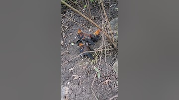 gà rừng tơ cực đẹp trai.qaib qus zoo nkauj