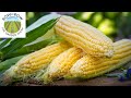 What is the MOST TASTY SWEET CORN variety?