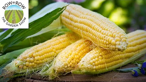 What is the MOST TASTY SWEET CORN variety? - DayDayNews