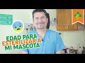 Edad para esterilizar a mi mascota.