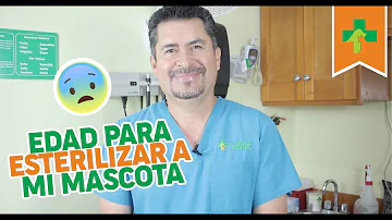 ¿Cuál es la mejor edad para esterilizar a un perro?