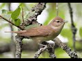 Garden Warbler Sylvia Borin