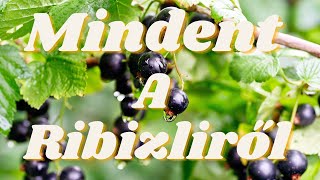 Mindent A Ribizliről