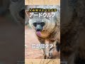 肉を食べない優しいハイエナ アードウルフ