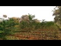Planted 700 malai vembu saplings