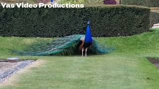 Beautiful Peacock's 🦚 😍 2022