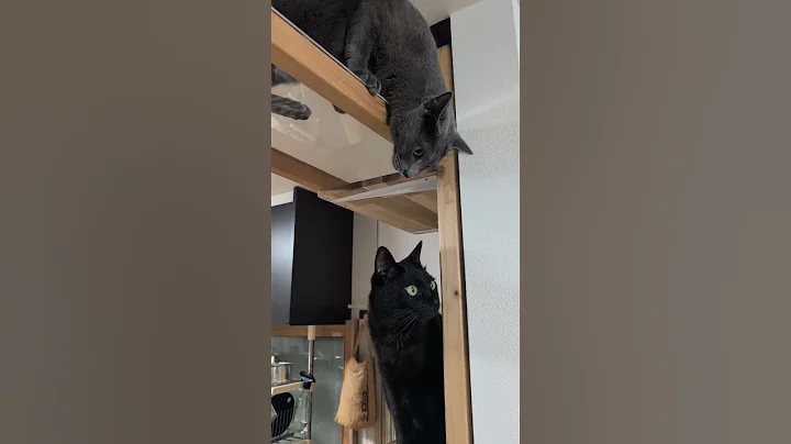 Watch the video about Brothers' daily life 🐱💕Haru x Roku #Rescue cat #Russian blue #Black cat