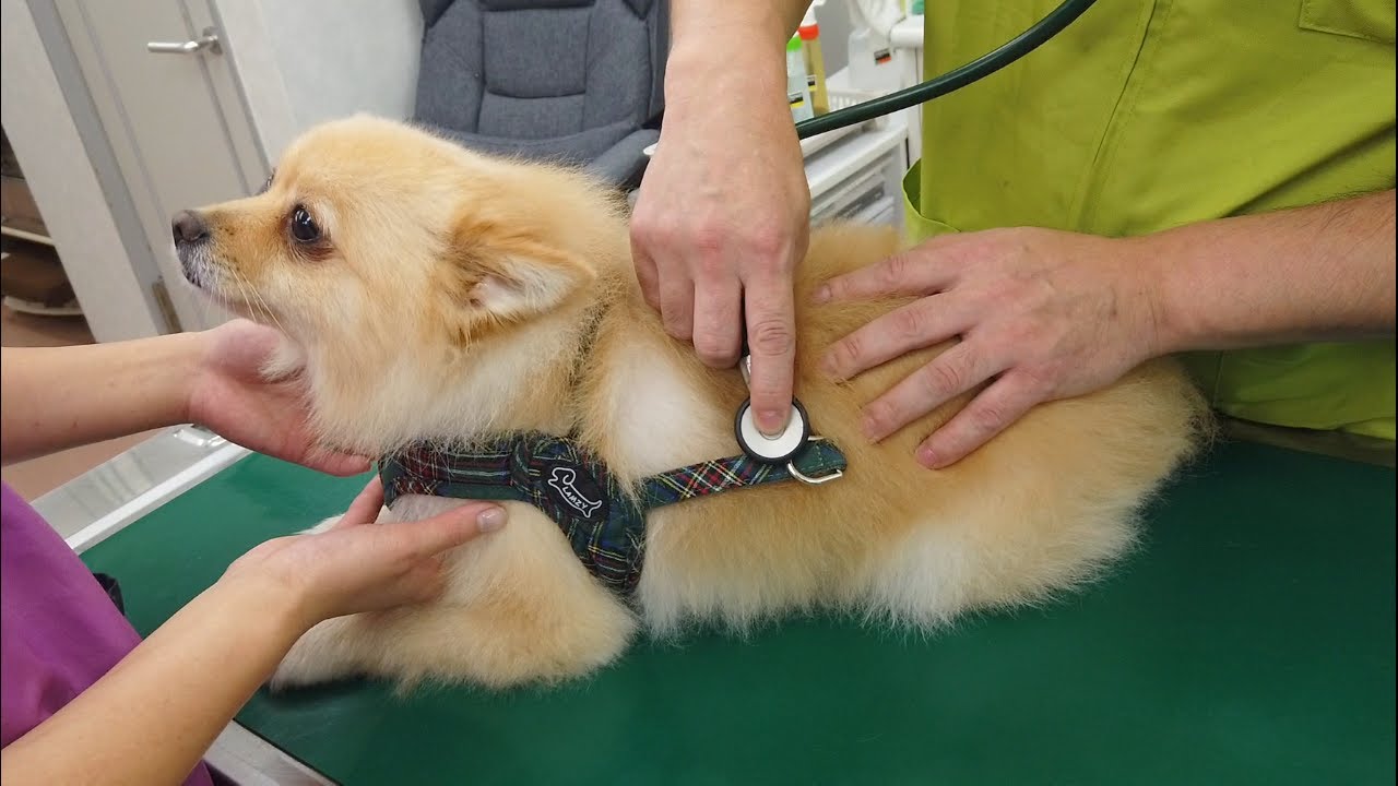 愛犬の体調が心配で病院に行きました…