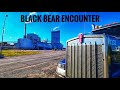 My Trucking Life | BLACK BEAR ENCOUNTER 🐻 🚛💨 | Vlog #2598 | Aug 8, 2022