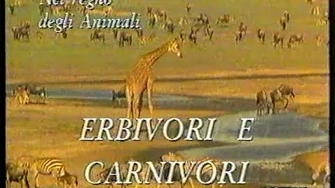 Quali sono gli insetti erbivori?