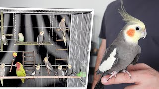 Sultan Papağanlarımı Yeni Kafese Yerleştirdim Sultan Papağanı Kafes Düzeni