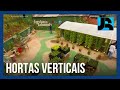 Hortas verticais ganham espaço nas comunidades de São Paulo