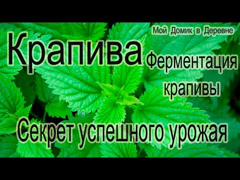 Ферментация крапивы! Лучшее зеленое удобрение!