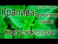 Ферментация крапивы! Лучшее зеленое удобрение! Урожай бомбический!