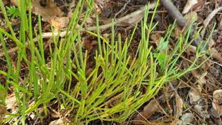 Ephedra distachya chvojník dvouklasý