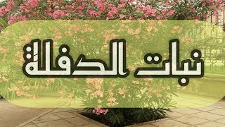 زراعة الدفلة بالعقل كيفية زراعة الدفلة