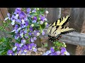Angelonia!  Why the “summer snapdragon” is my new favorite annual!