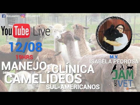 Vídeo: Odontologia De Animais De Fazenda, Parte 2: Vacas, Cabras, Alpaca E Lama