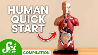 A User's Guide to the Human Body: Fun Facts You Should Know