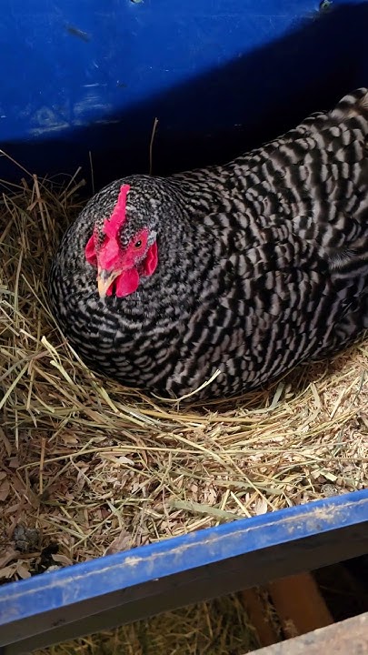 rooster-timeout-not-working-whittacres-homesteadinglife
