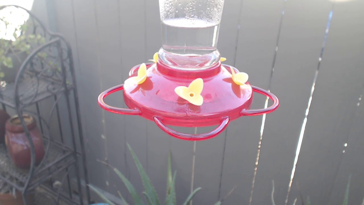 video phone beyonce mp3 Bella Hummingbird Nest Cam 09-13-2018 14:34:29 - 15:34:29