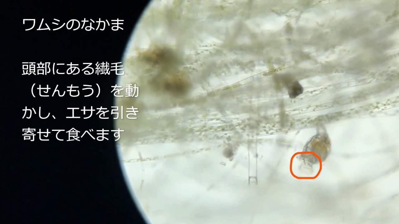 彩湖自然学習センター教材動画】水の中の小さな生き物（動く