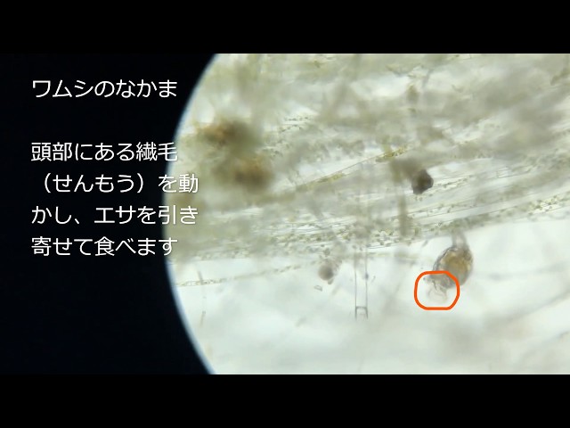 彩湖自然学習センター教材動画】水の中の小さな生き物（動く
