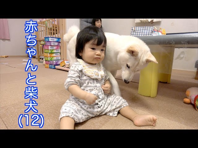 赤ちゃんと柴犬(12)