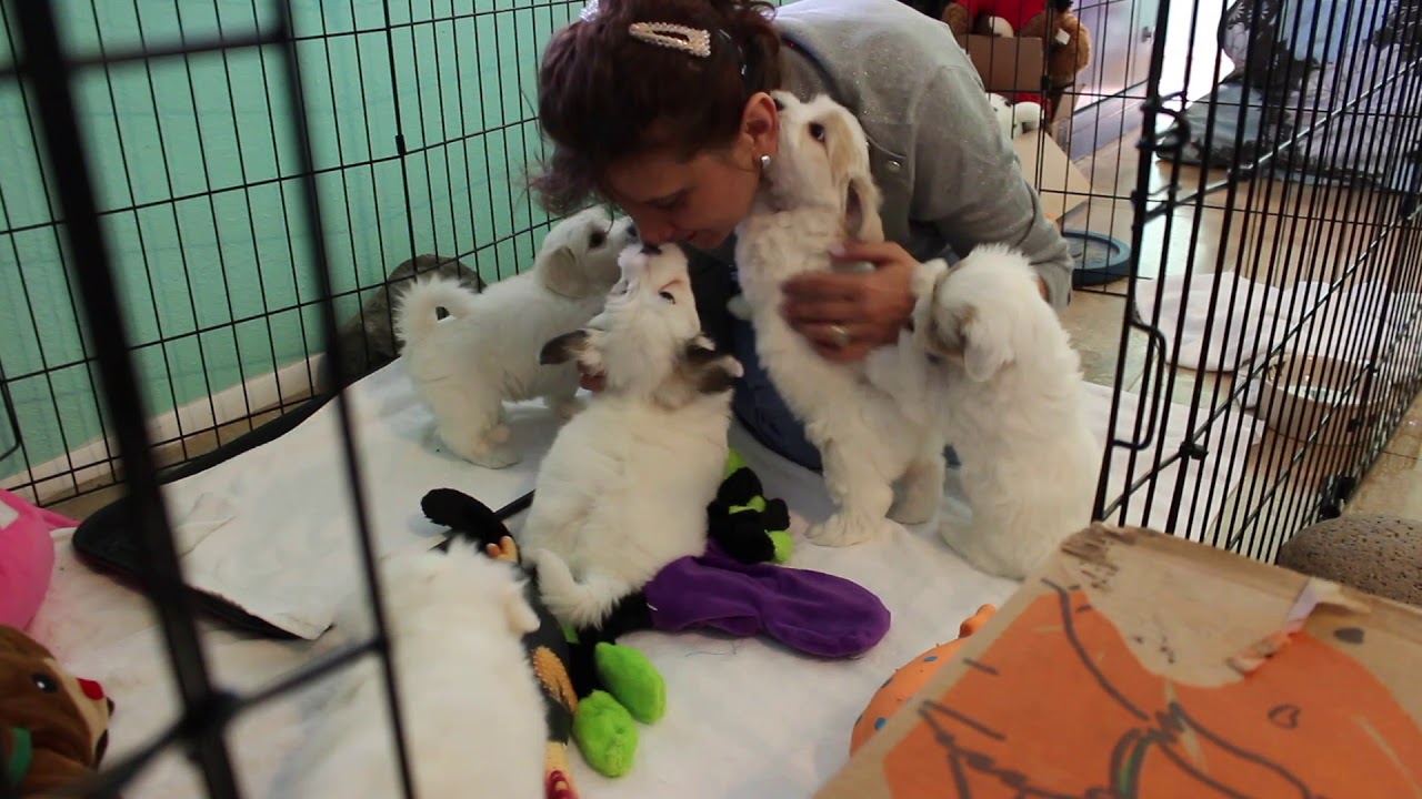 Coton Puppies For Sale Kara 11/17/20 YouTube