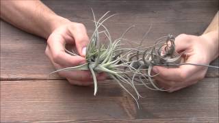 How to treat dry Tillandsias (PlantaBrutt video 29) English