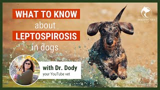 Leptospirosis In Dogs | Myths, Symptoms, Treatment & Prevention