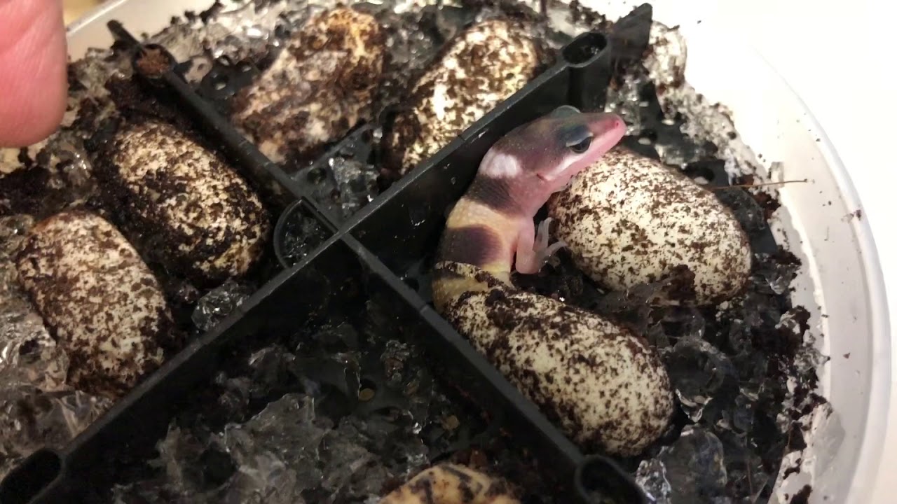 chameleon lyrics Baby leopard gecko hatching