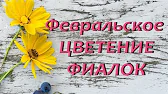 Орхидеи,узамба́рские фиалки,Самара🌺