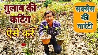 गुलाब की कटिंग एैसे लगाएं / सक्सेस की गारंटी है / Rose Cuttings