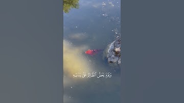 اكتب شيء تؤجر عليه ❤️  #قرآن #تلاوة_خاشعة #محمد_اللحيدان #اكسبلور