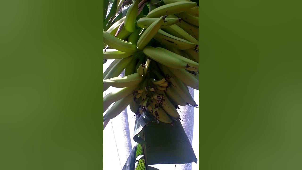 Plátano. Hermoso Racimo de Macho y Hembra Rojo. YouTube