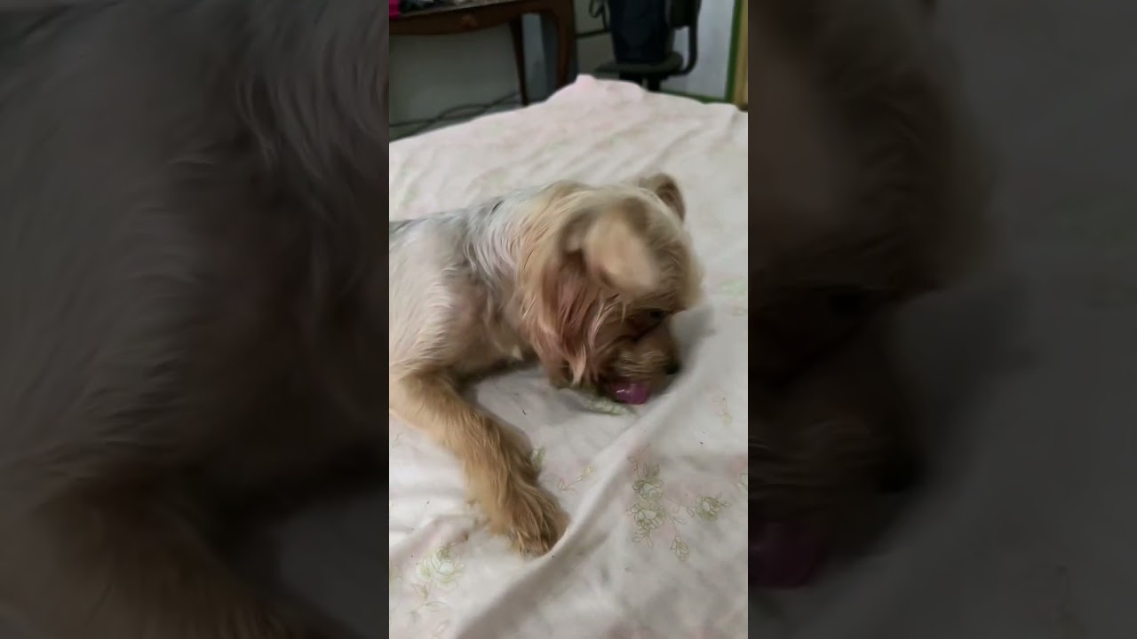 #yorkie my love of my life