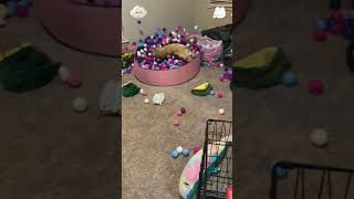Dogs Time To Run Wild fyp funnydog dogsoftiktok doglover petsoftiktok