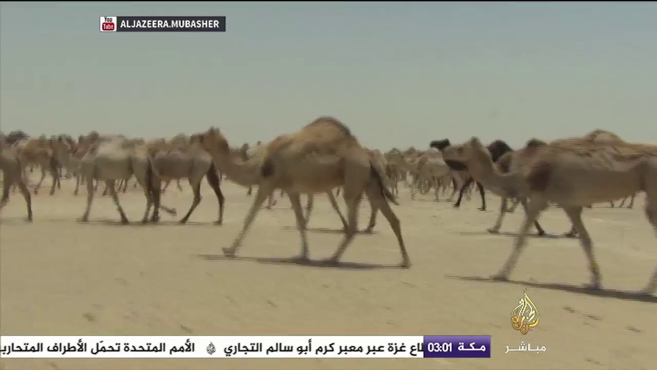 السلطات القطرية تعمل على توفير أماكن بديلة وتأمين الأعلاف والمياه للإبل والأغنام العائدة من السعودية