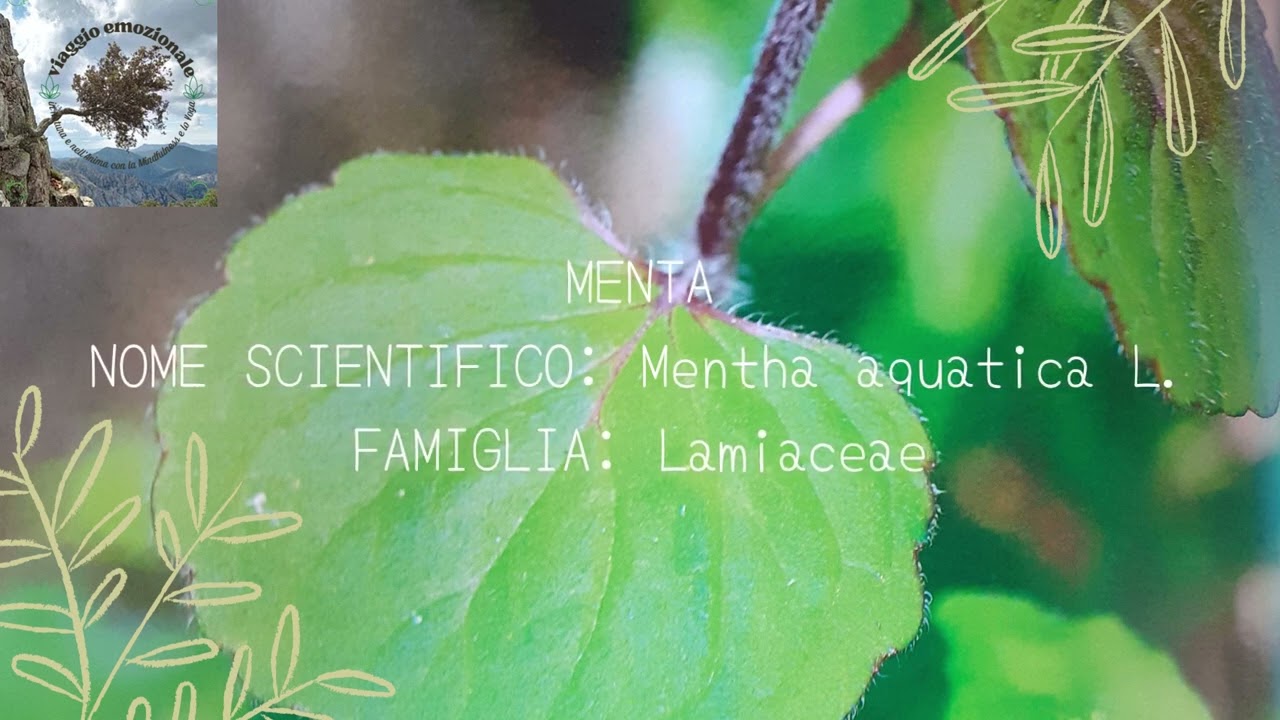 Erbe e piante spontanee in Sardegna. Ricetta. Herbs and spontaneous plants in Sardinia. Recipe.